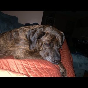 Meet your Posher, Amber